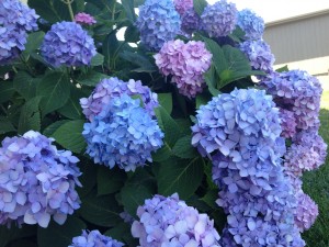 Hydrangea Plant kansas city mo